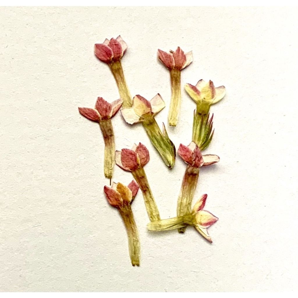 tw-11134201-23030-faqa1lvmohova8