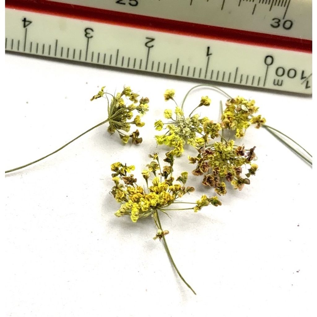 tw-11134201-23030-solurev73bovd5