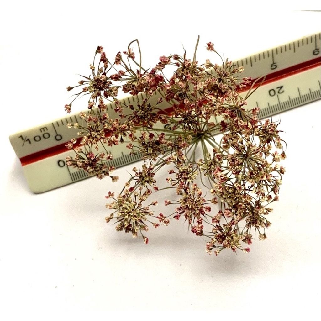 tw-11134201-23030-u9vkcwsm4bov5a