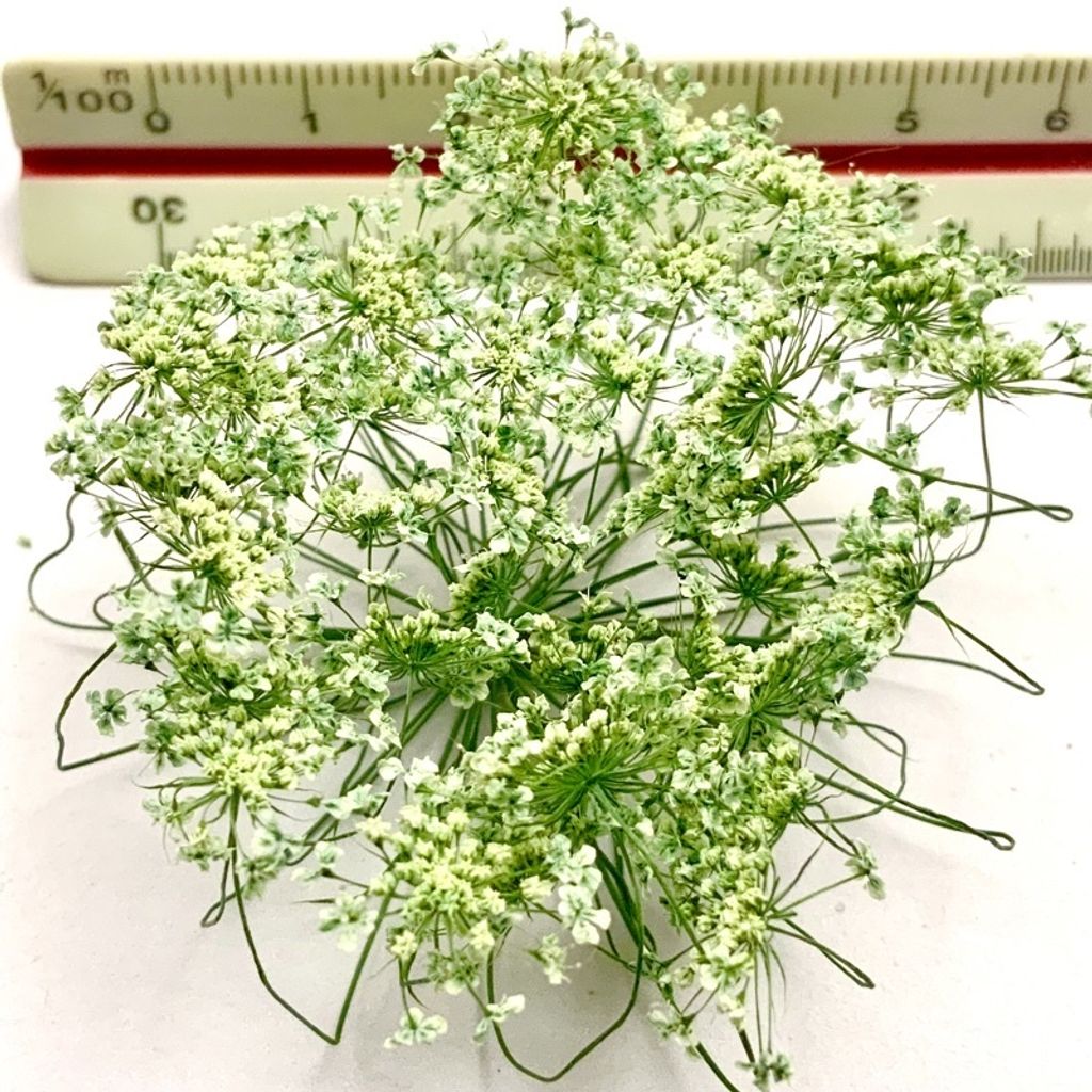 tw-11134201-23030-cc6cgc6m4bovdd