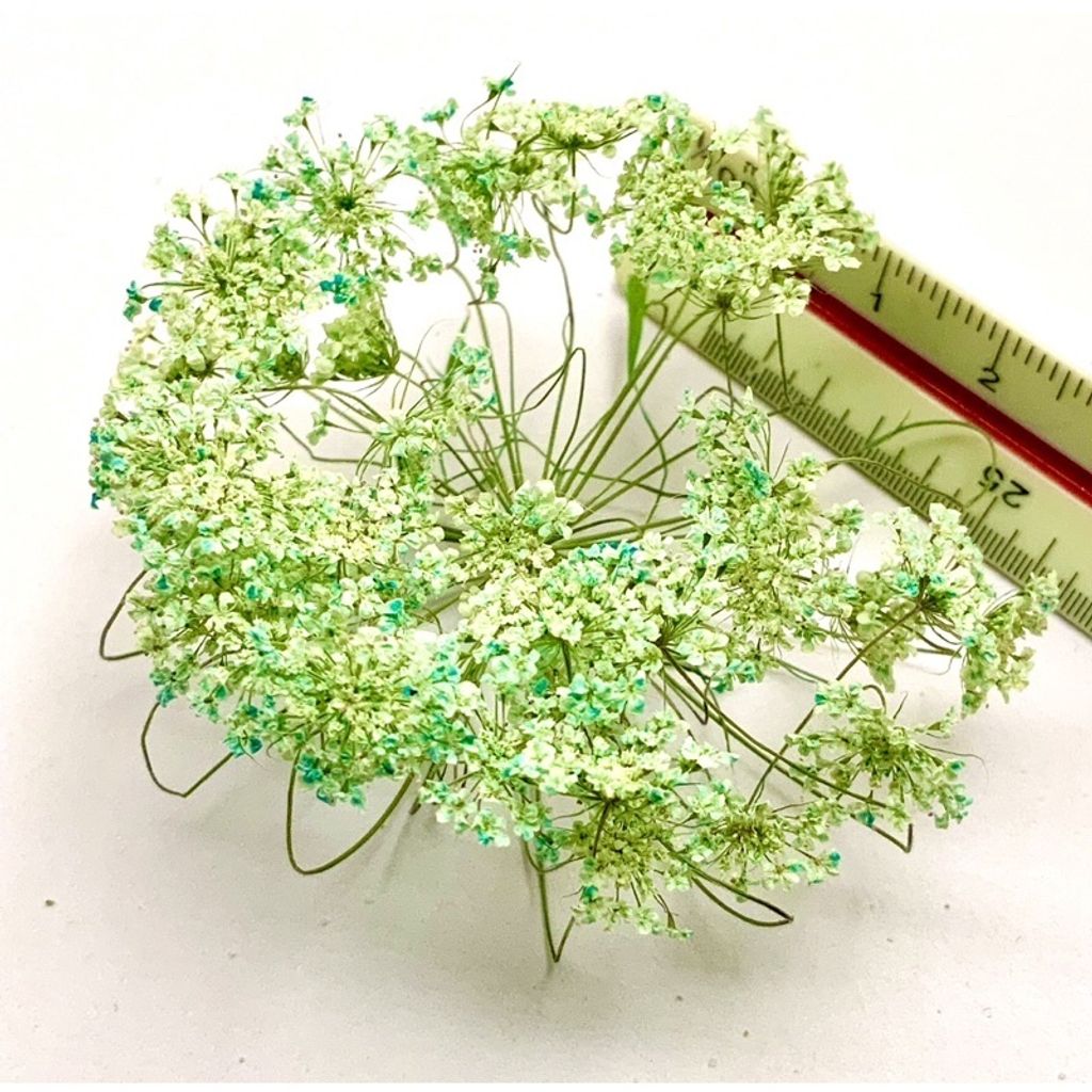 tw-11134201-23030-alon1nvg4bovf6