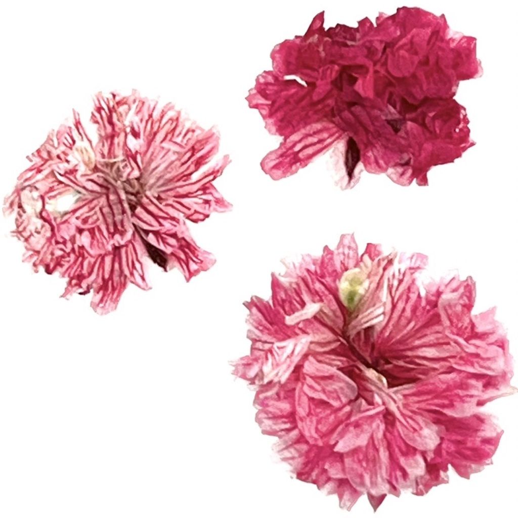 sg-11134201-22100-tiv9o9v9qoivdf