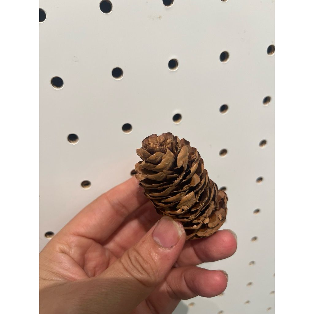 tw-11134207-81ztd-mhstgrfgq875dd