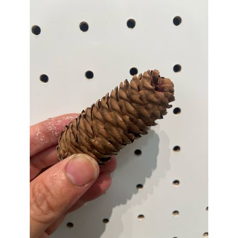 tw-11134207-81ztc-mhst2w5bhdza46