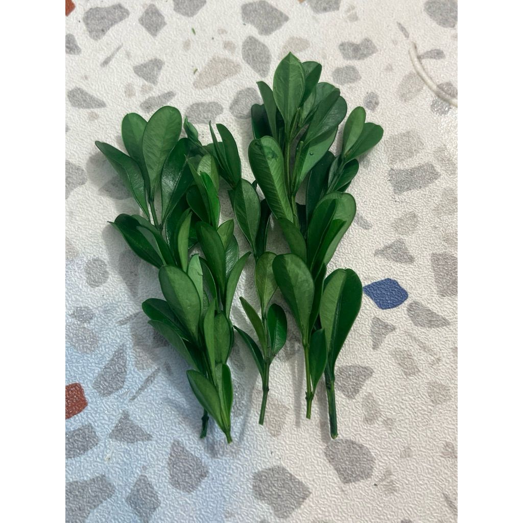 tw-11134207-81ztf-mhsslzrpswebb2