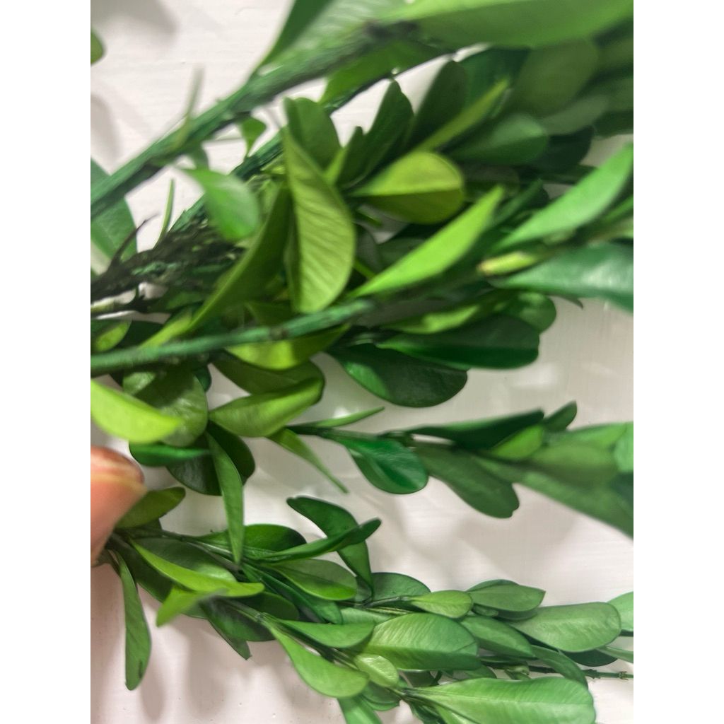 tw-11134207-81ztq-mhssdz583bba0b