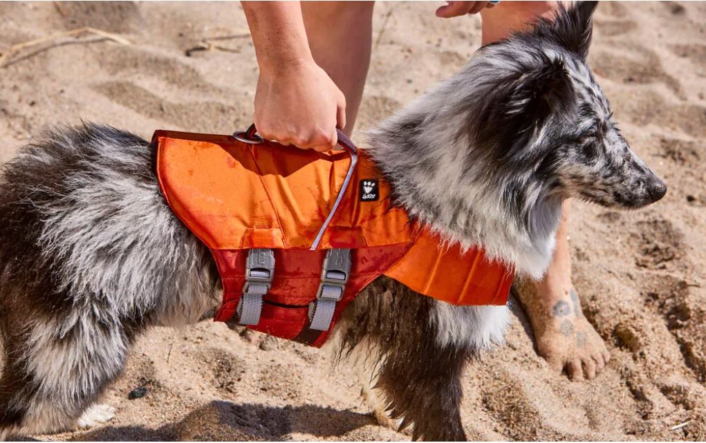 寵物救生衣挑選 4 大重點