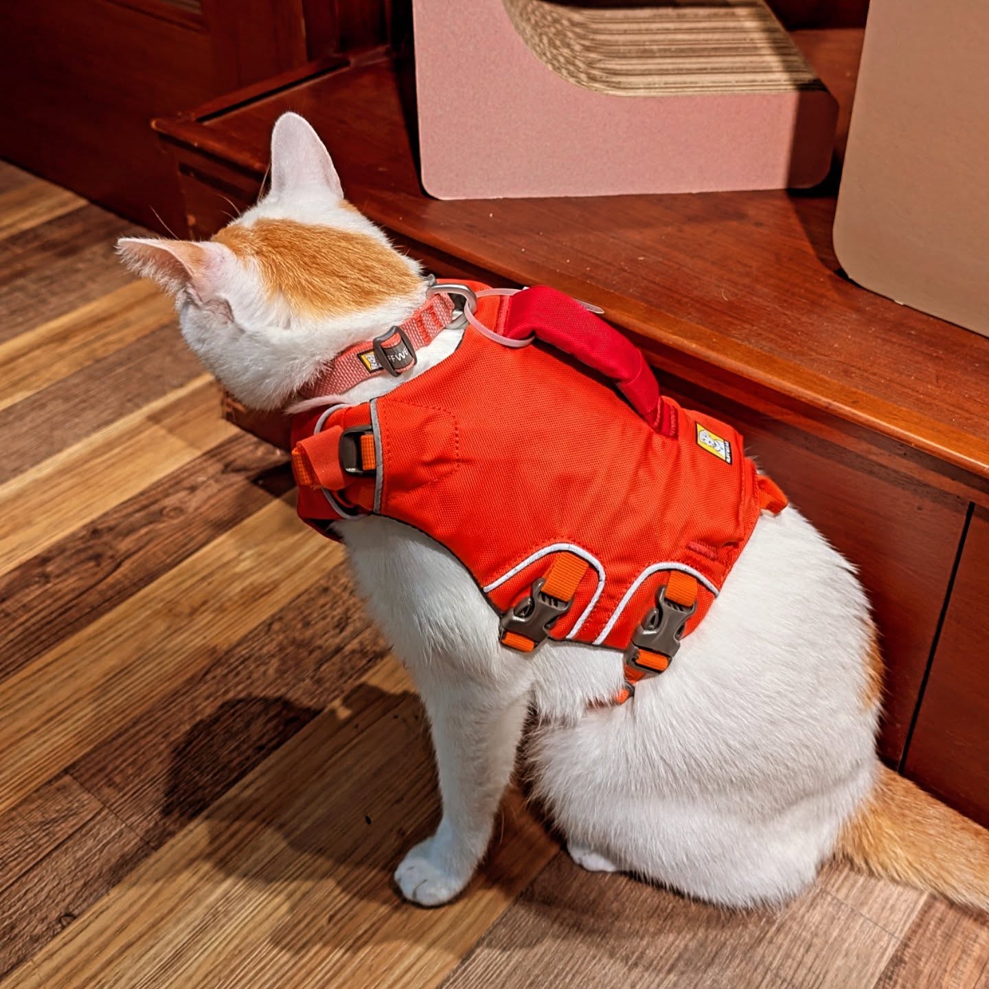 517907400_18329480035203620_8734103018287527875_n