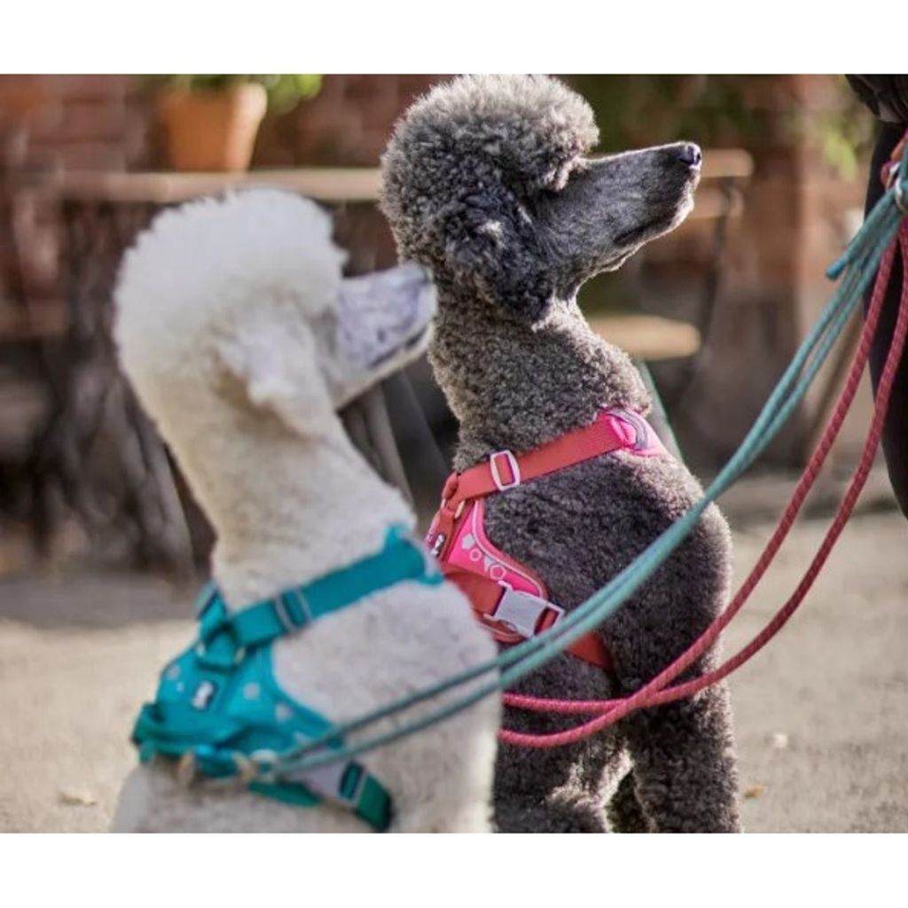 sg-11134201-22100-qz6o9d1omriva9