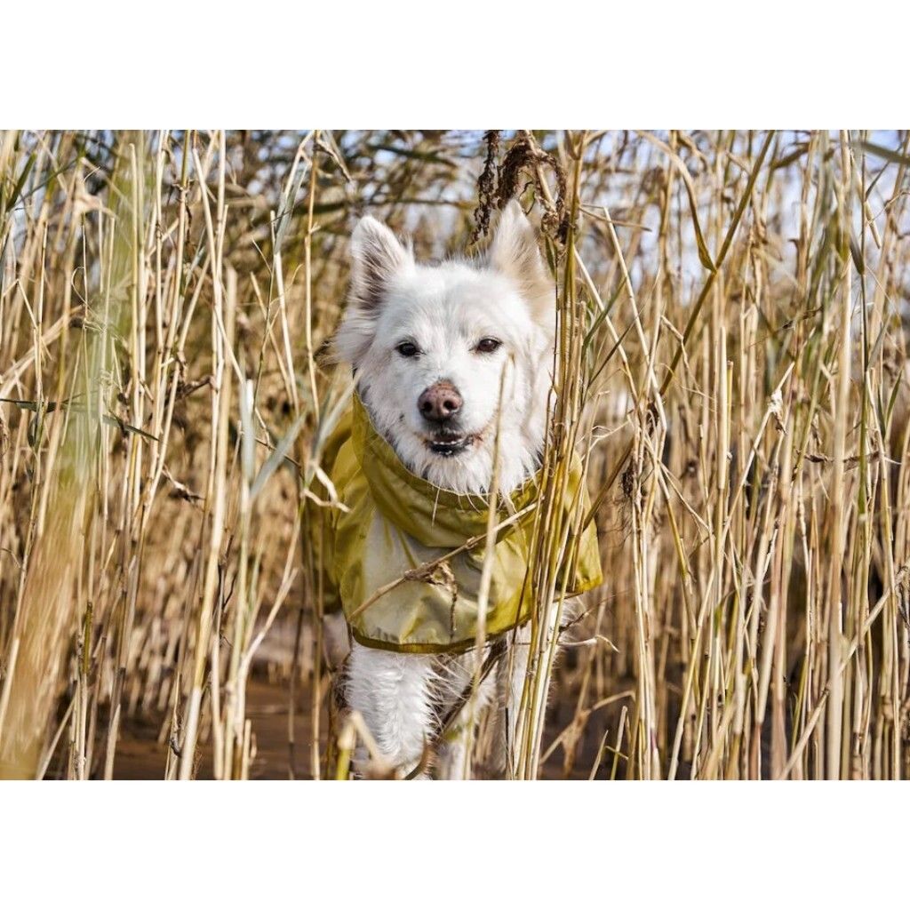 tw-11134207-7r98q-lmihvahj2il70d