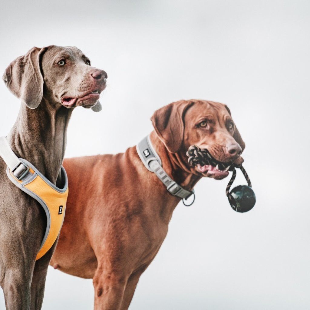 5ef4e6c5c29be1332d504d15fb911f5b