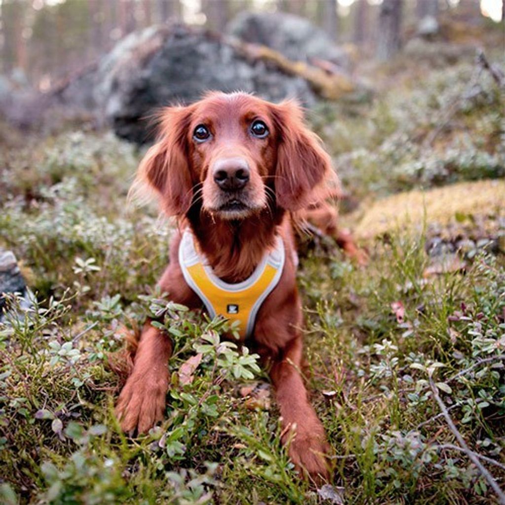 f8153e29689fe008a4836d39bc65ca03