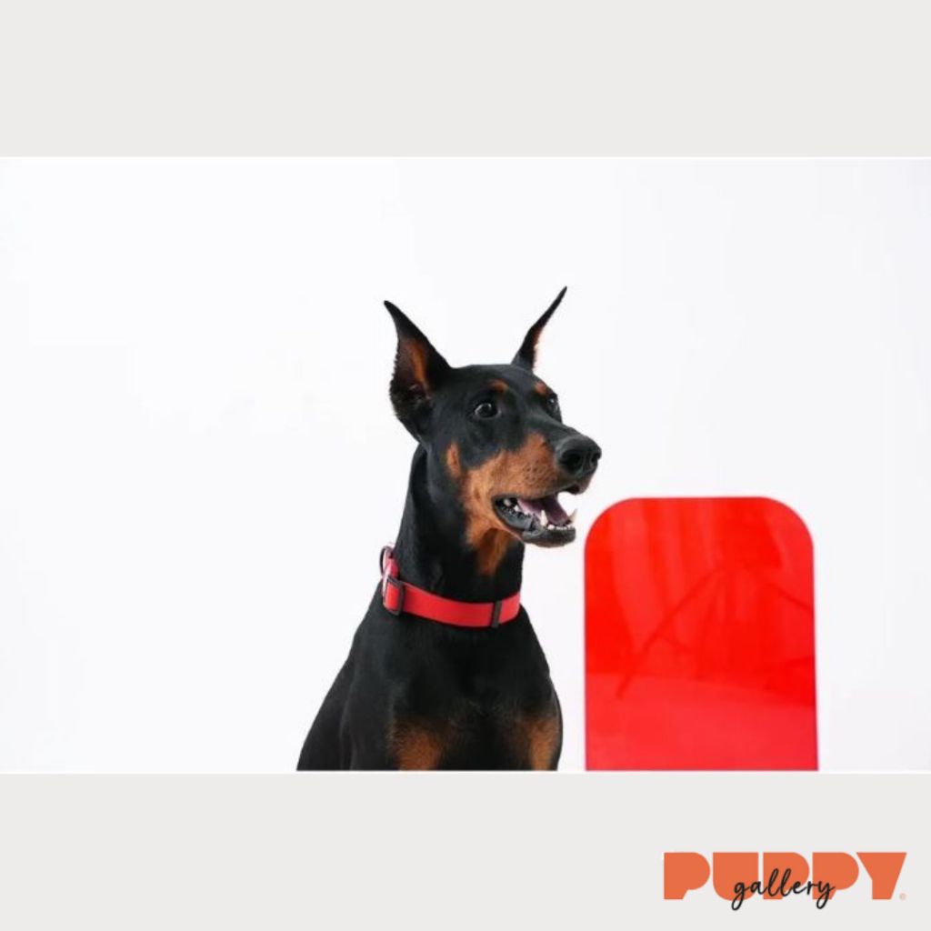 tw-11134207-7rbkd-makzybojhlh5bd