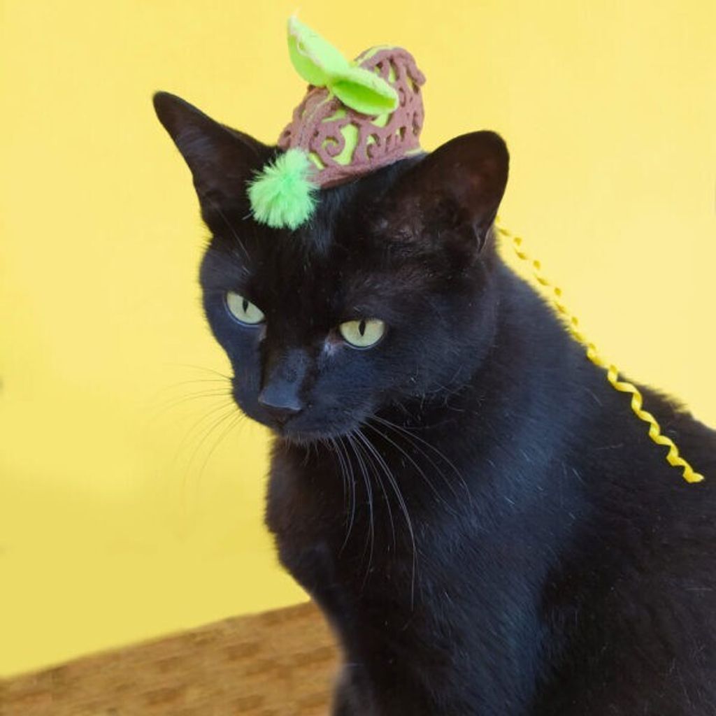 81b79d695de1daff18c3bea6a066c772