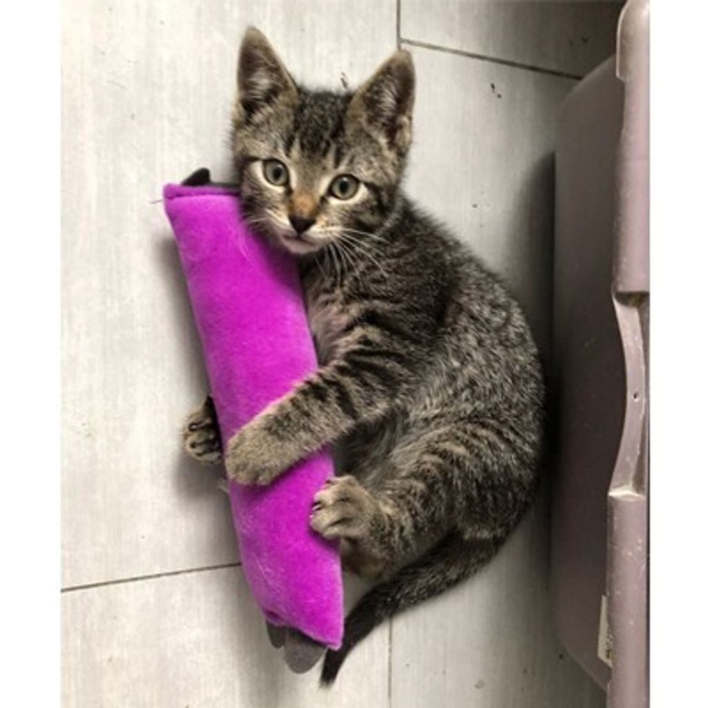 ebc90eddfb785d76a2256393932de4ea