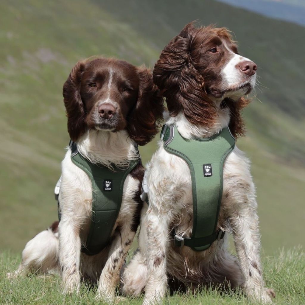 2557ca362db0262e514357513ff4b2f2