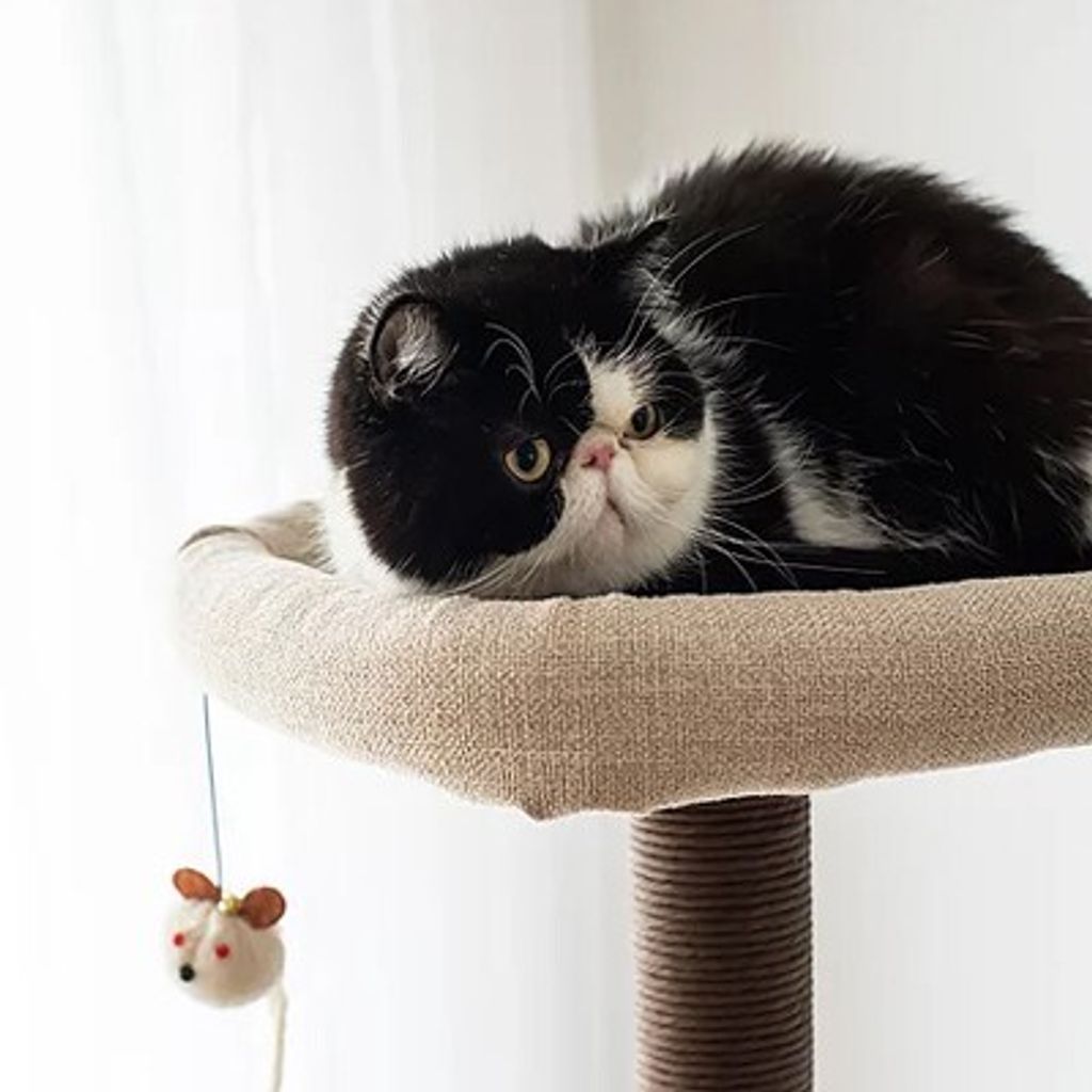 dacb1eeae644424decae42b8d5b22882