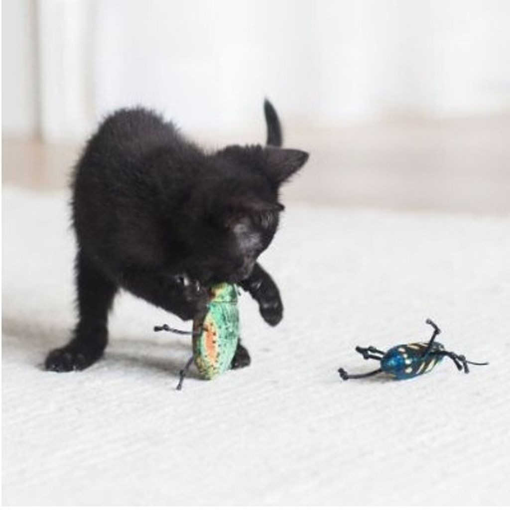 8e1e059cff17e8b8d7ecc9f17381e937