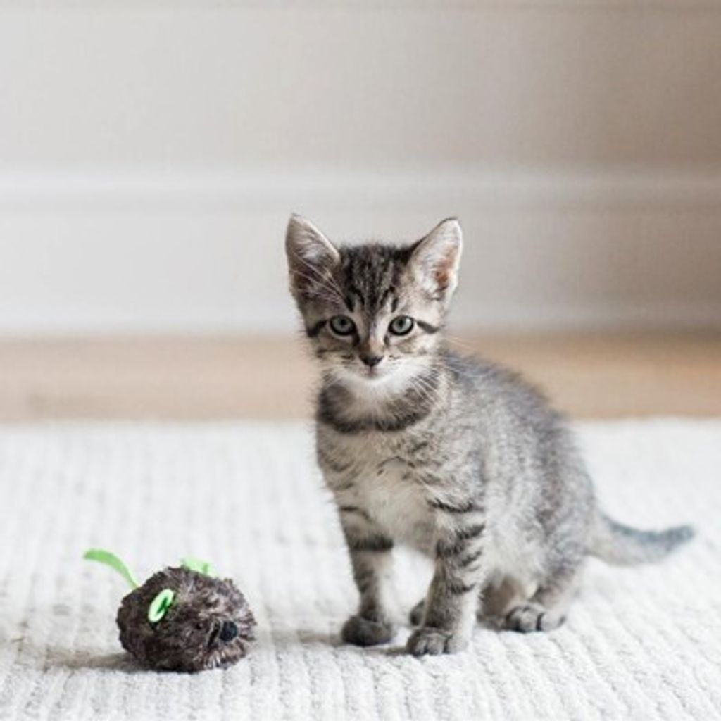 96961427ebd4194d9904334bbc20a19a