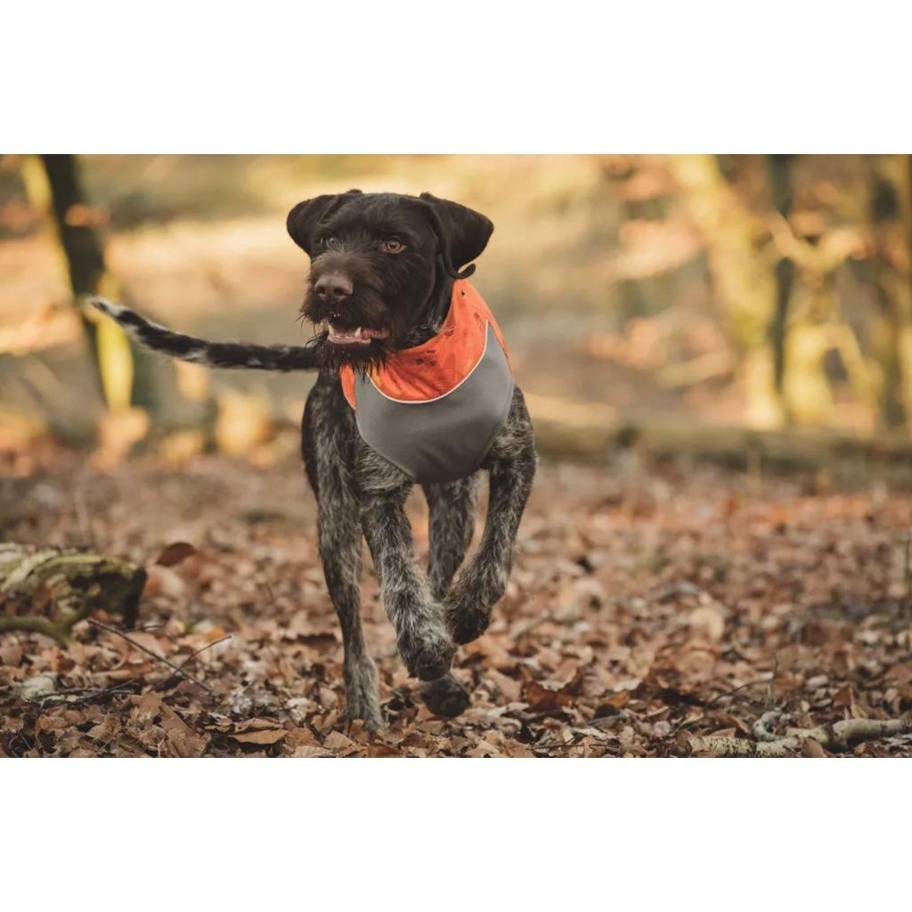 972d33bd8a287bfb37835a26234dc3ad