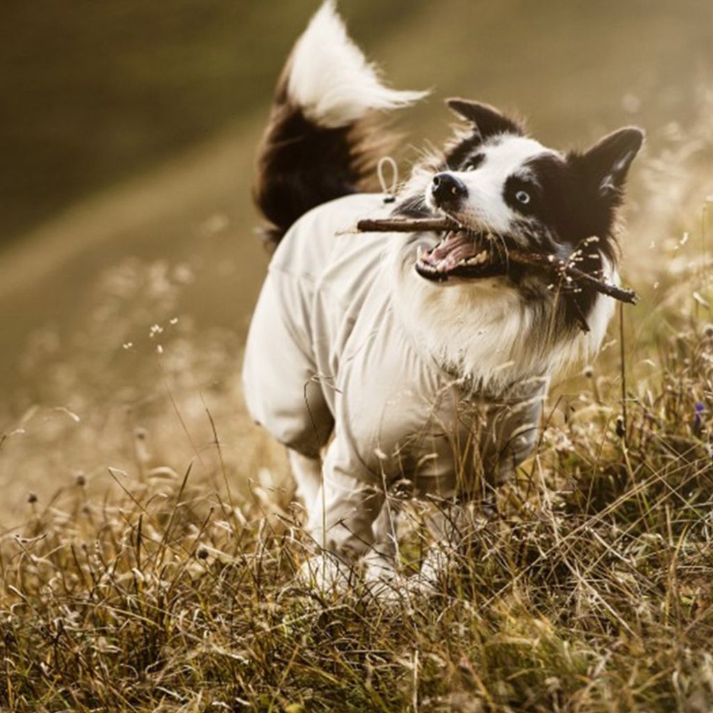 db02902aba71dd90d9db08bccc63f844