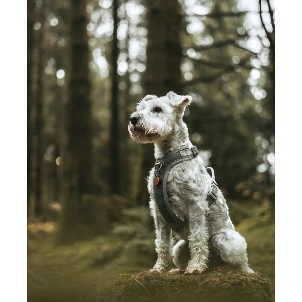 tw-11134207-23030-rrvnffigipov27