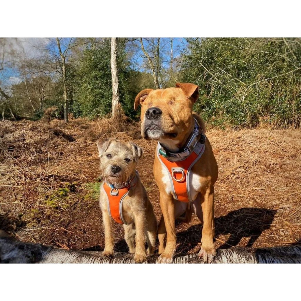 tw-11134207-23030-qdtcgf3gipovdf