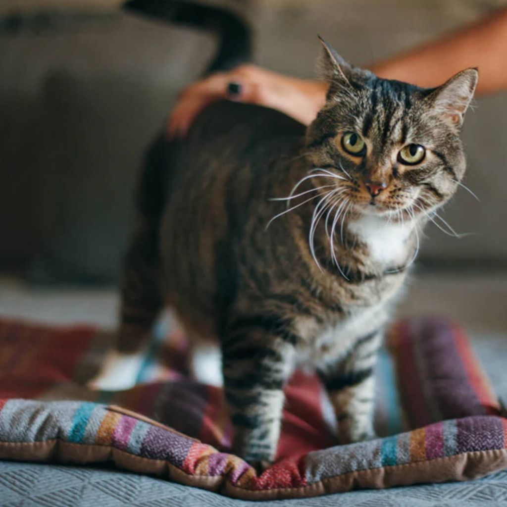 tw-11134207-7r98q-lzzuuewbzevyfe