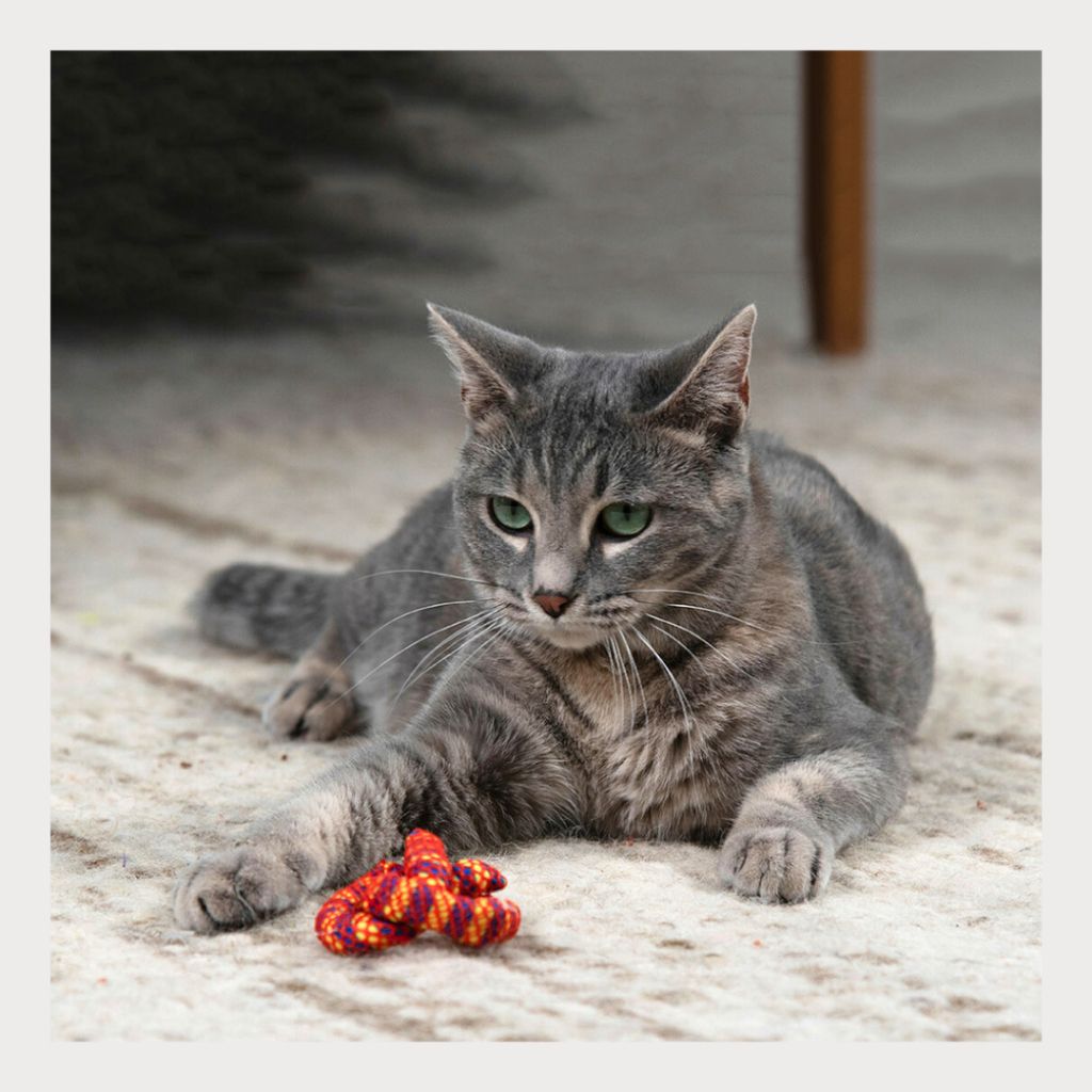 tw-11134207-7ras9-m31t9nsj4v5093