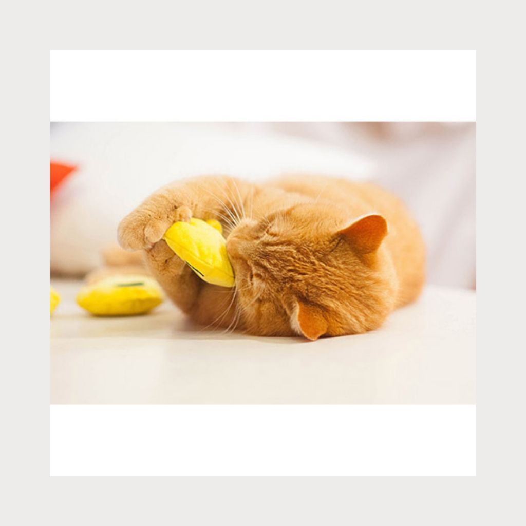 tw-11134207-7rask-m3lrufixvazx59