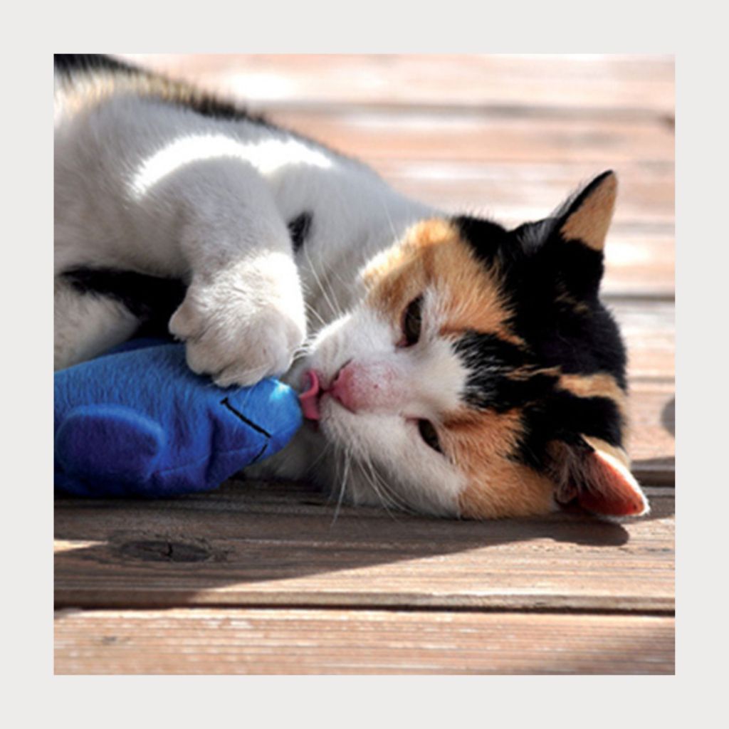 tw-11134207-7rasg-m3lm17shnhav2a