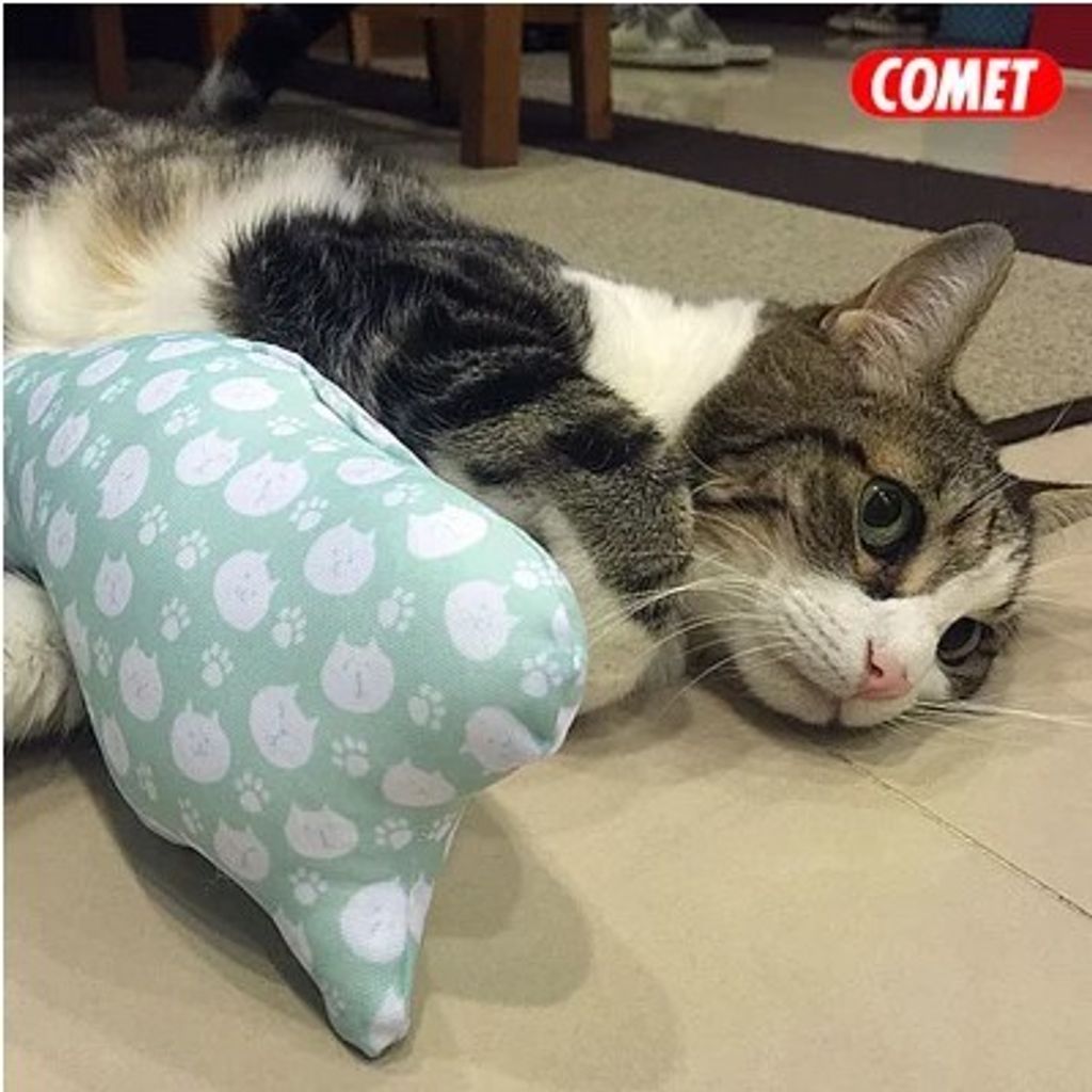 0f94c8d2205e59cccc7605bdd8a04929