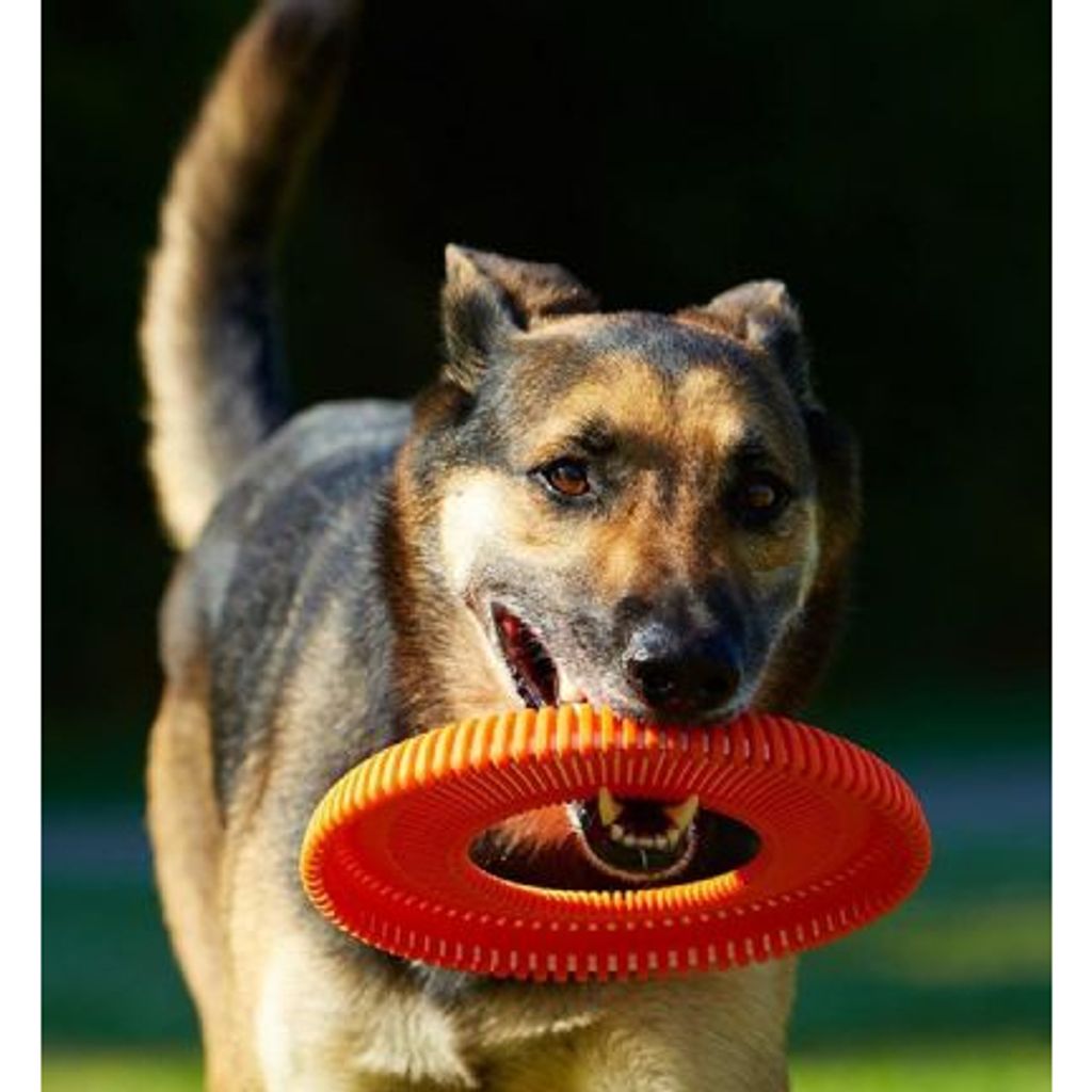 tw-11134207-7qul3-lfgmbzpcdcel94