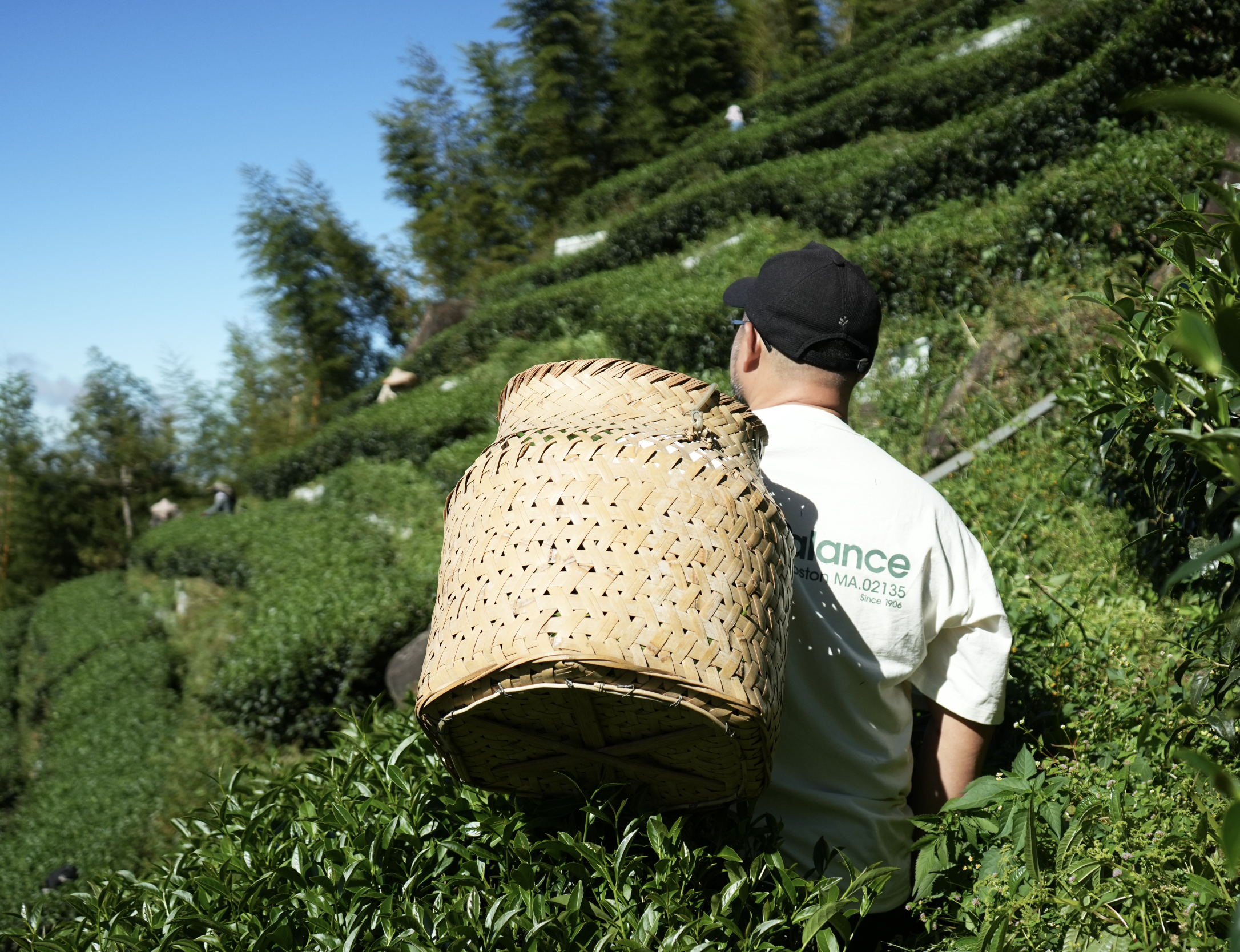  | 天山水茗茶｜南投竹山高山茶・茶莊導覽・品茗體驗・親子體驗