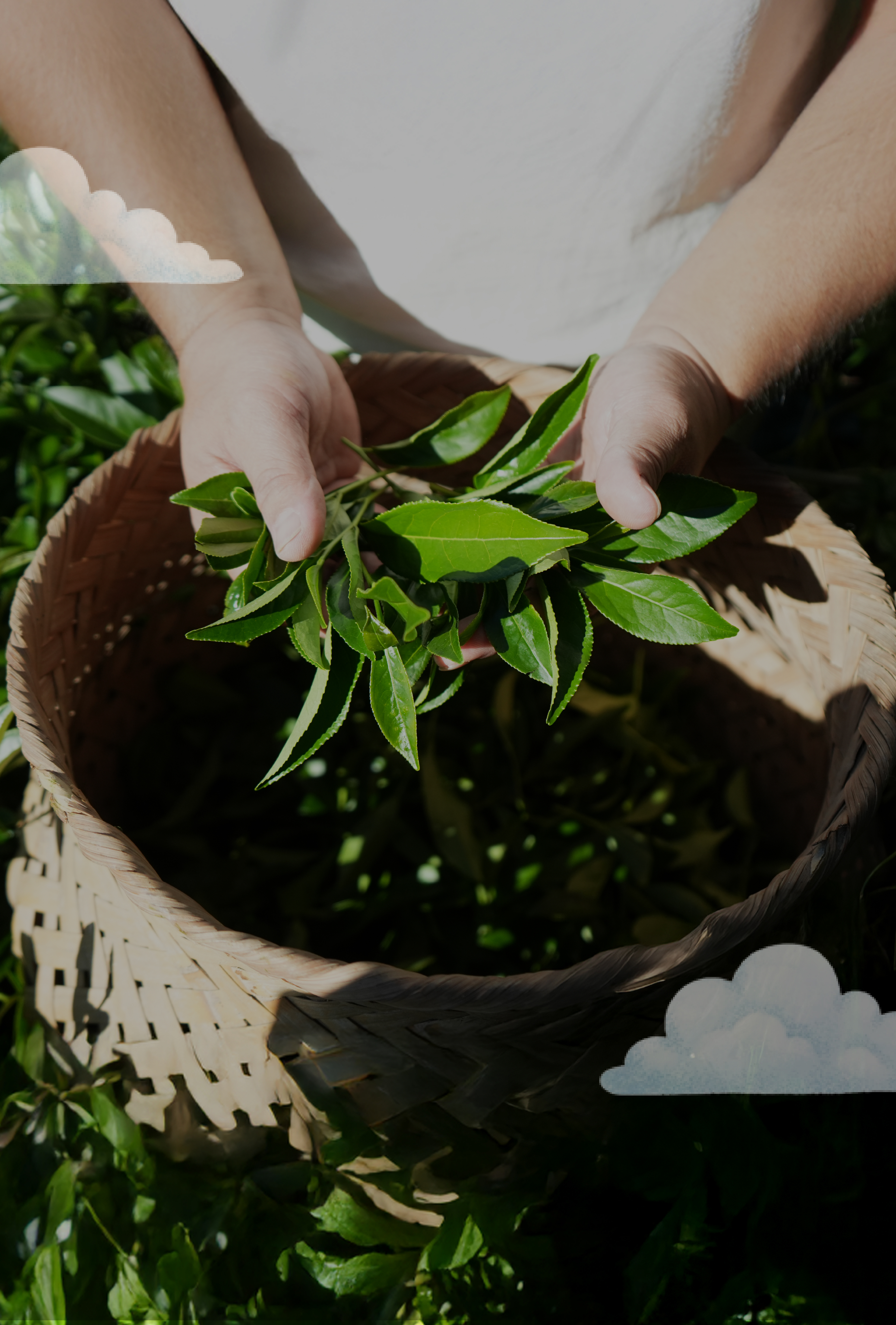 讓你不只是喝茶，而是看見茶如何被做出來。 | 天山水茗茶｜南投竹山高山茶・茶莊導覽・品茗體驗・親子體驗