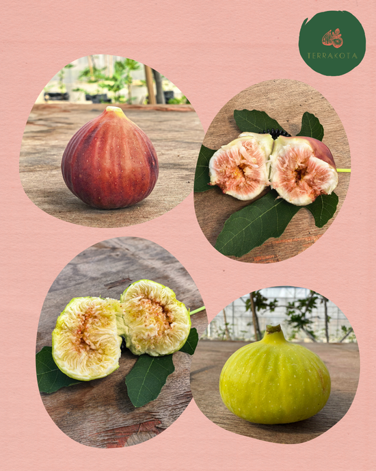 Meet our Flagship Duo | TerraKota Farm