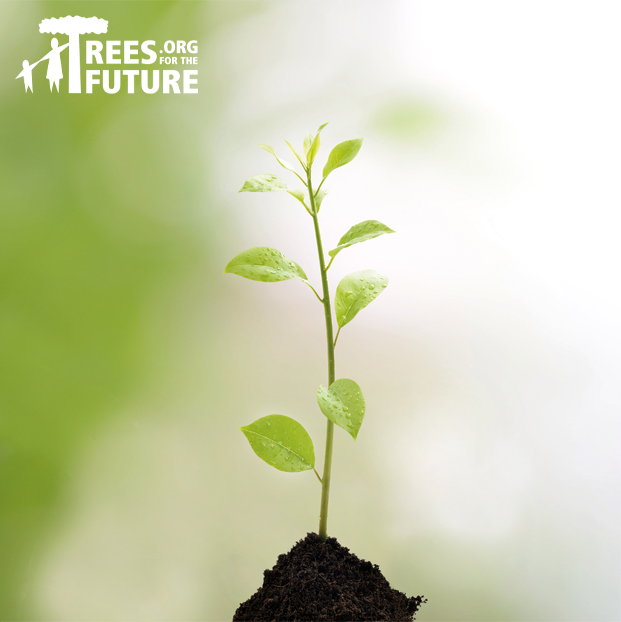 Planting trees initiative