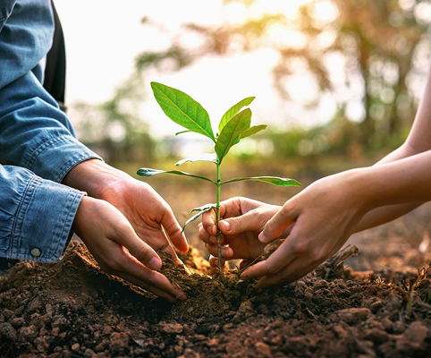 Planting trees initiative