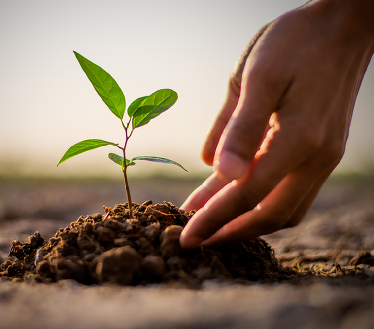 Planting trees initiative