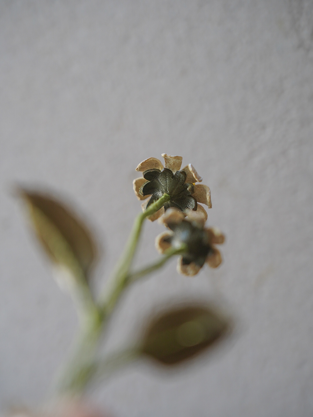 大花咸豐草-04