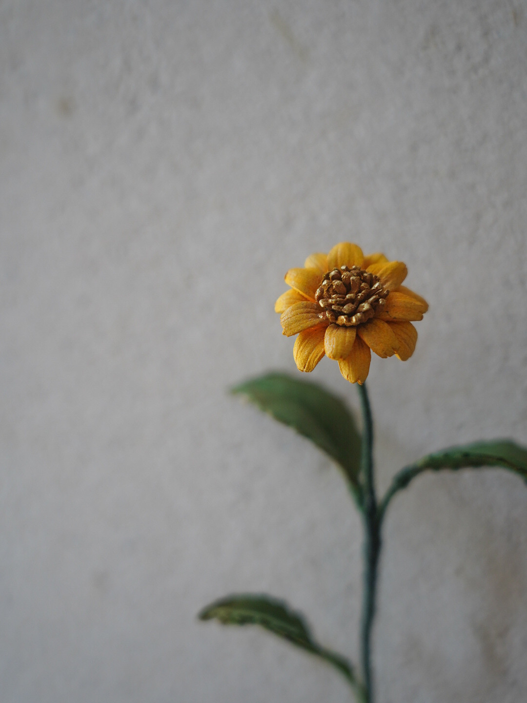 大花蟛蜞菊-02
