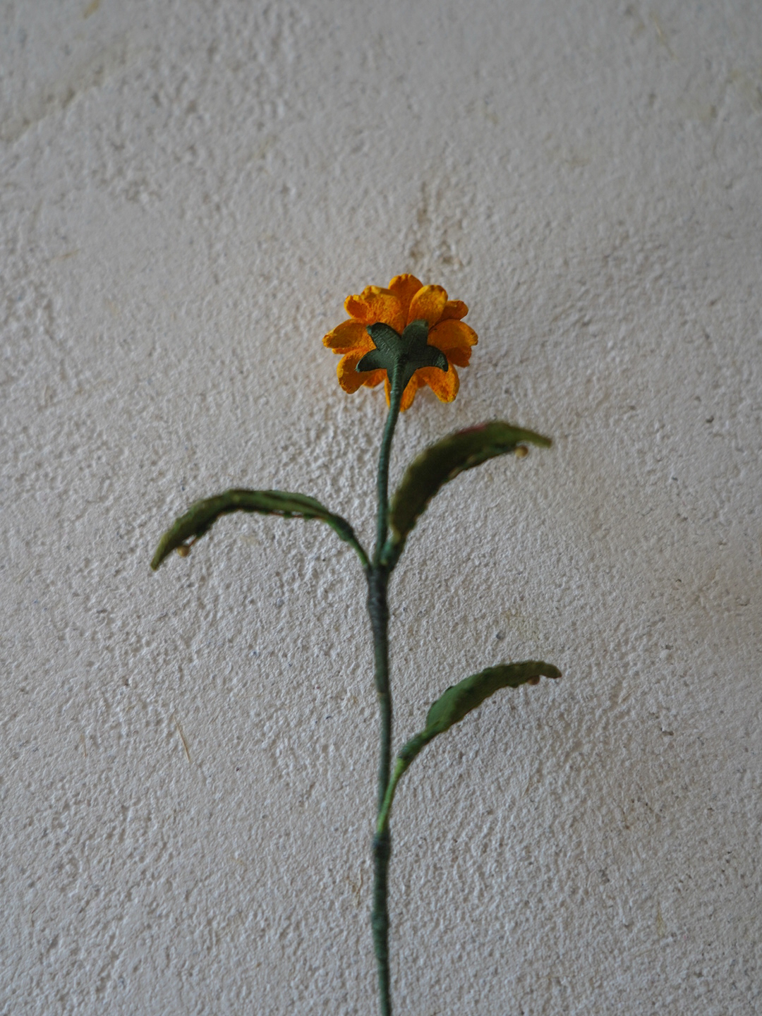 大花蟛蜞菊-03