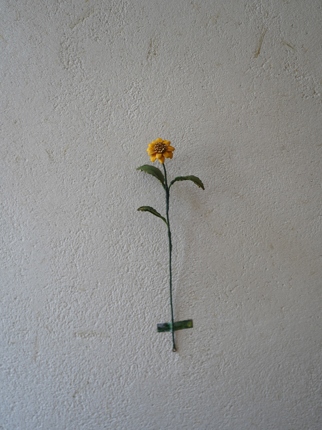 大花蟛蜞菊-04