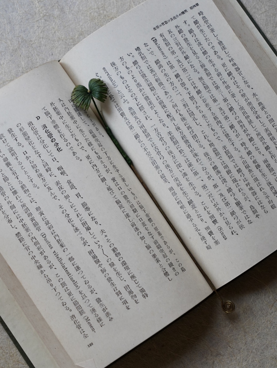 雙扇蕨書籤-5