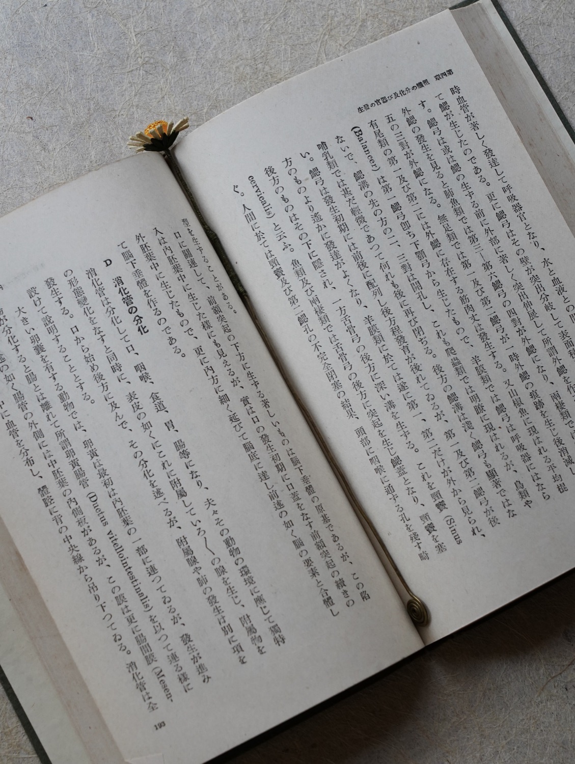 飛蓬花書籤-5