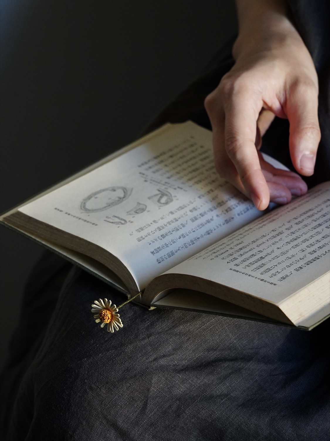 飛蓬花書籤-2