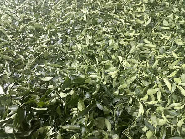 489000563_1085817630230104_3256854064917780910_n