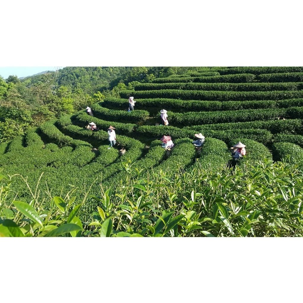 tw-11134207-7r992-lt22yghyh6fma6