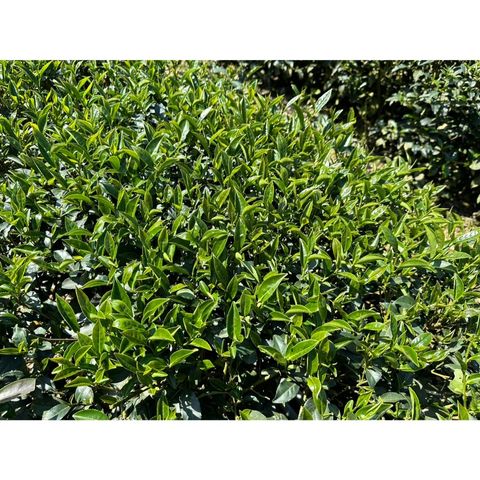 tw-11134207-7ra0i-mb63y2a1k73t8e