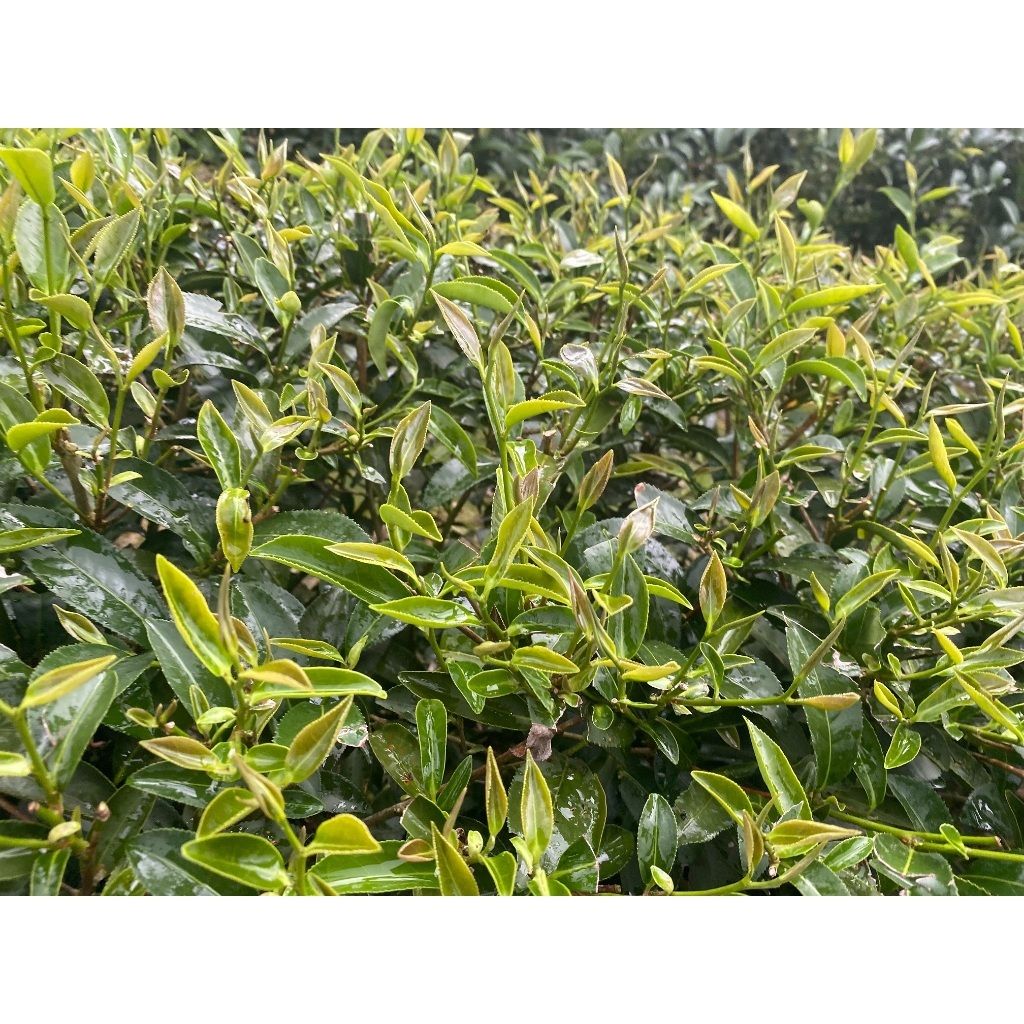 tw-11134207-7rasb-m16sk48x187sef